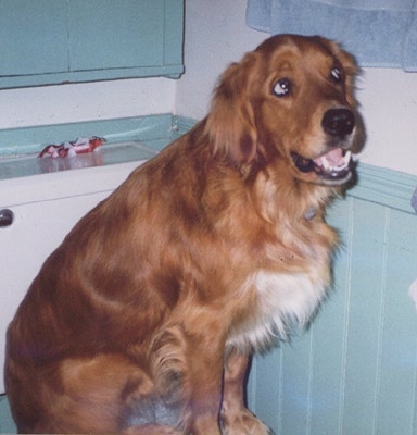 [Jack Waiting for Next Dog Biscuit]