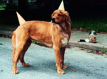 [Stellated Dodogahedron]